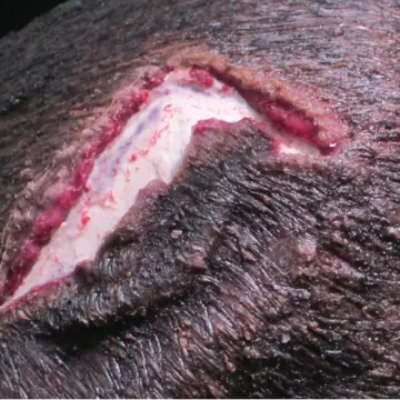 The Open Wound - Scalp is a wearable simulation featuring a realistic scalp laceration with exposed bone. Designed as a one-piece wig with friction fit, it includes integrated blood tubing and a blood supply system for immersive trauma training. - SÅR-WW3-007